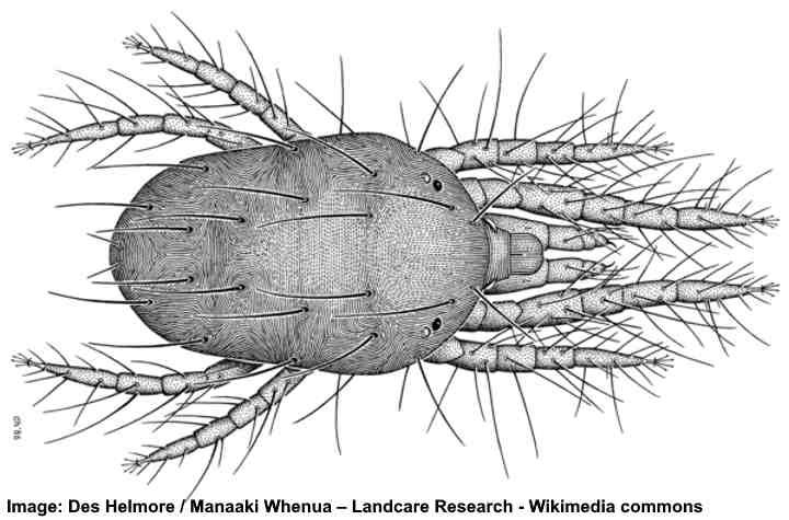 preventing spider mites