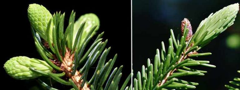 17 Types of Spruce Trees and Shrubs With Identification Guide (Pictures)