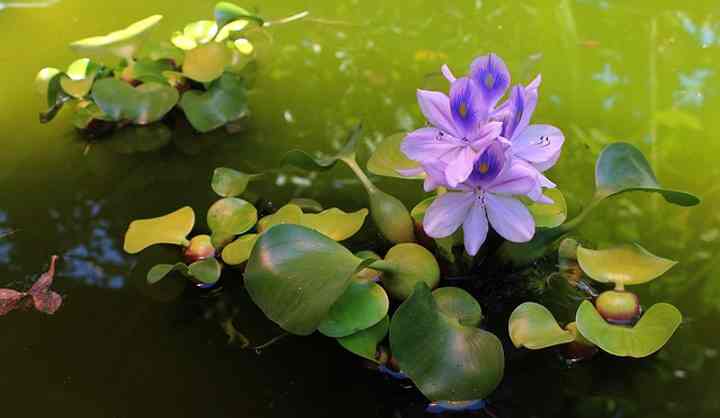 The Best Water Plants Aquatic Plants For Ponds Indoors And Outdoors