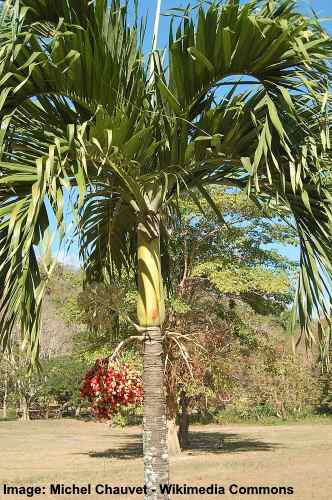 Adonidia small Palm tree