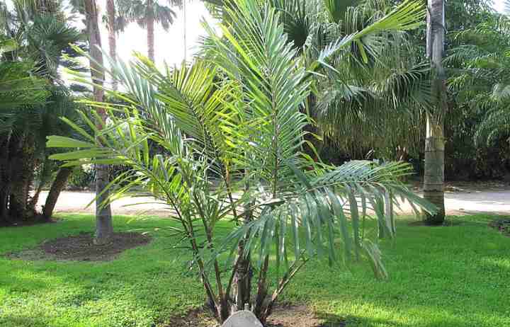 Palm, Identification, Planting & Maintenance