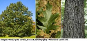 49 Types of Oak Trees (with Pictures): Identification Guide