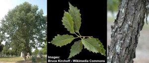 49 Types of Oak Trees (with Pictures): Identification Guide