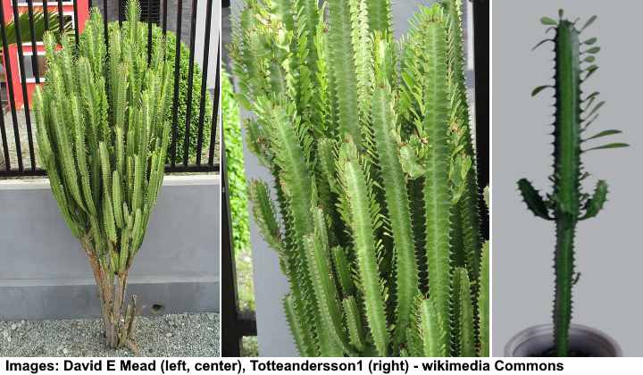 2 Cuttings 5-8" Long EUPHORBIA TRIGONA African Milk Tree cactus East To Grow 