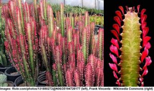 Euphorbia Trigona: Caring for African Milk Tree (Euphorbia Cactus)