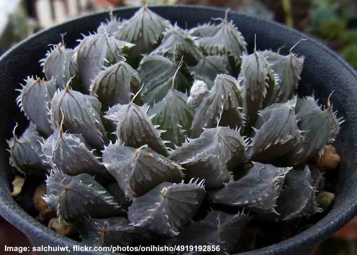 Haworthia Cooperi Caring For This Transparent Succulent   H Cooperi Var. Dielsiana 