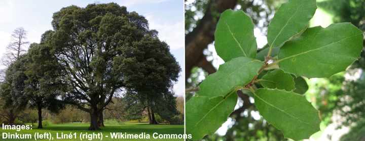 Quercus ilex