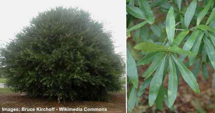 Quercus laurifolia