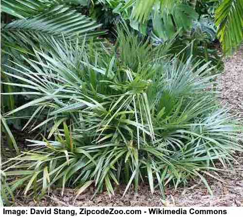Needle Palm (Rhapidophyllum hystrix)