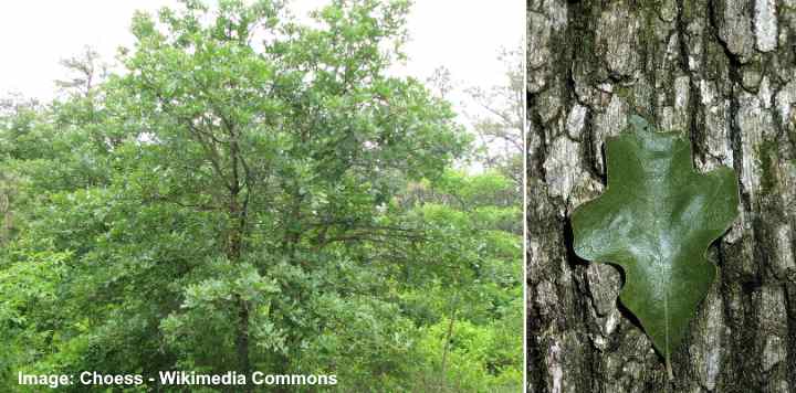 Quercus stellata