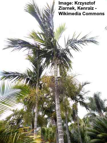 Types Of Palm Trees In Florida With Pictures And Names