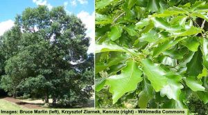 49 Types of Oak Trees (with Pictures): Identification Guide