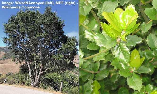 Coast Live Oak or California Live Oak Tree (Quercus agrifolia)