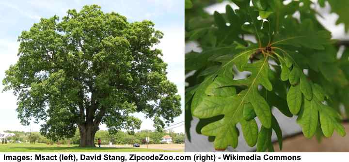 Eastern White Oak