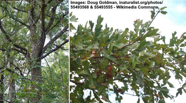 Bluff Oak Tree (Quercus austrina)