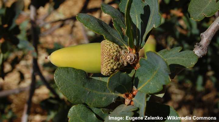 Quercus douglasii acorn and leaves