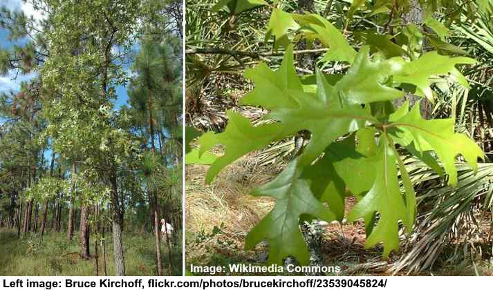 Turkey Oak Tree (Quercus laevis)