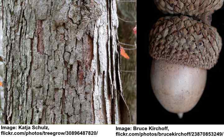 Swamp Chestnut Oak Tree (Quercus michauxii)