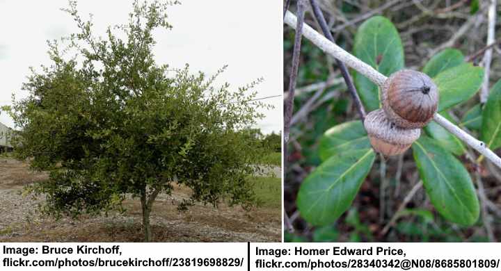 Myrtle Oak (Quercus myrtifolia)