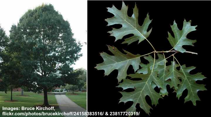 Shumard Oak Tree (Quercus shumardii)