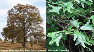 Types of Florida Oak Trees with Their Bark and Leaves – Identification ...