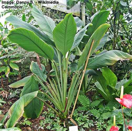 Spathiphyllum: Plant Care and Growing Guide (With Pictures)