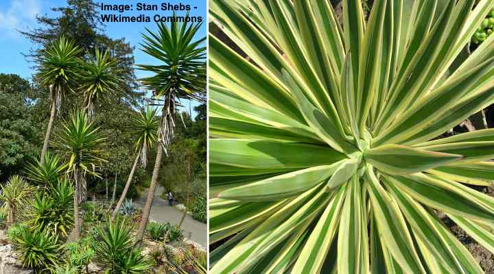35 Types of Yucca Plants (With Pictures) - Identification Guide