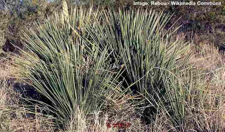 Buckleyknak Yucca