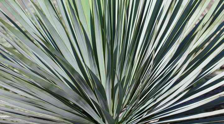 Yucca filamentosa ‘Excalibur’