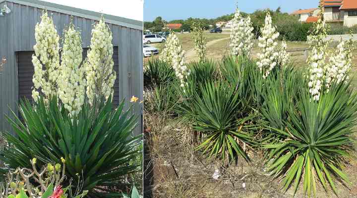 35 Types Of Yucca Plants (with Pictures) - Identification Guide