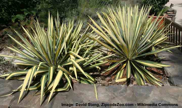 variegated yucca filamentosa