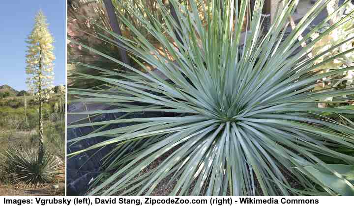 35 Types of Yucca Plants (With Pictures) - Identification Guide