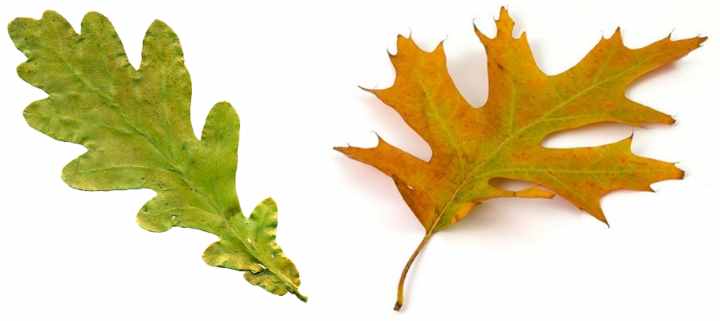 42 Types of Oak Trees with Their Bark and Leaves - Identification Guide