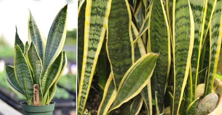 Mother-in-Law's Tongue (Snake Plant): Care and Guide
