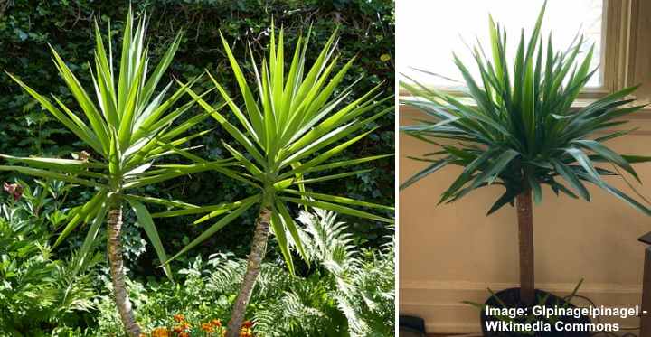 indoor yucca elephantipes