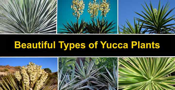 35 Types Of Yucca Plants (With Pictures) Identification, 51% OFF