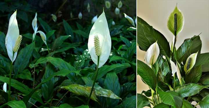 Spathiphyllum Plant Care And Growing Guide With Pictures