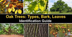 49 Types of Oak Trees (with Pictures): Identification Guide