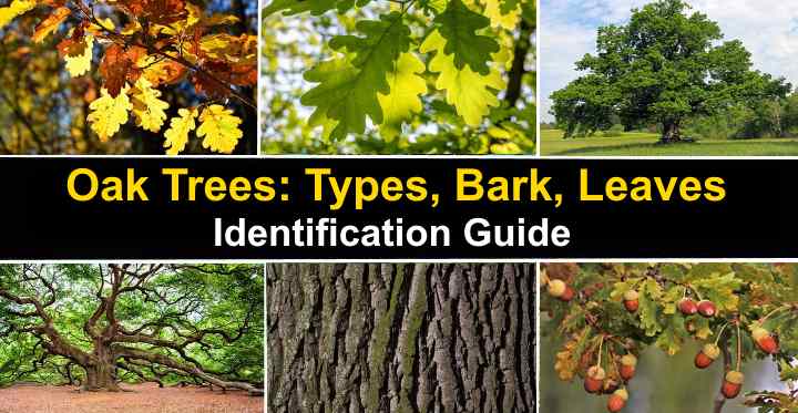 oak tree leaf guide