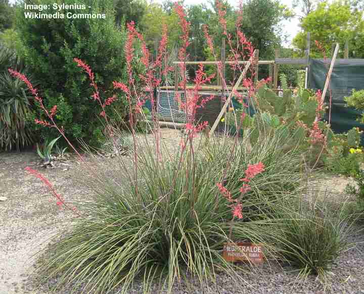 6 Plant Lot Large Adult Red Yucca One Year Old 12" Tall Xeriscape Desert 