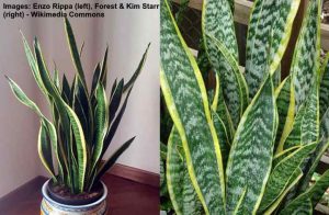 Mother-in-Law’s Tongue (Snake Plant): Care and Growing Guide