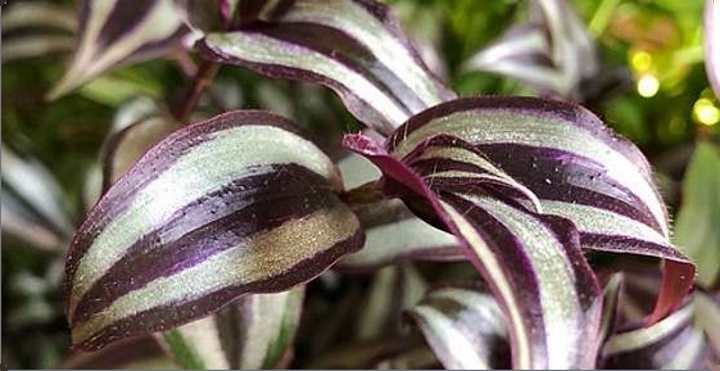 (Tradescantia)