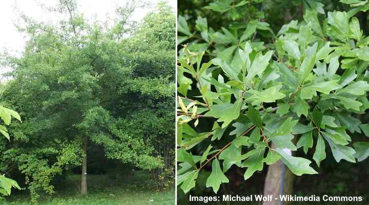 quercus nigra leaves