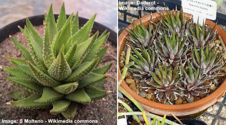 4'' + Clay Pot Haworthia 'Zebra Plant' White Stripe Aloe Spiky Succulent 