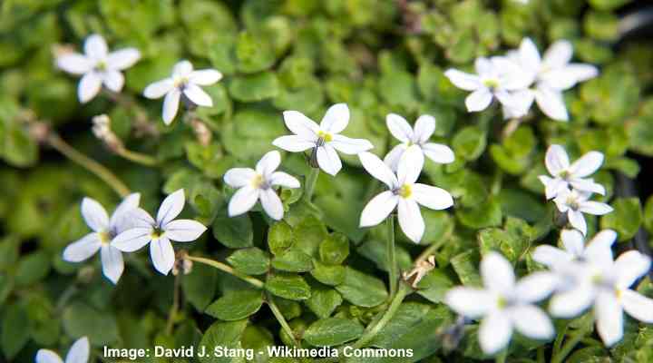 Blue star creeper (Isotoma fluviatilis)