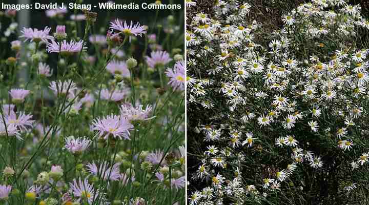 Boltonia asteroides Pink Beauty and Snowbank