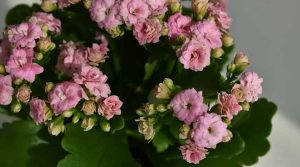 Calandiva Plant - Caring for Kalanchoe Blossfeldiana ‘Calandiva’