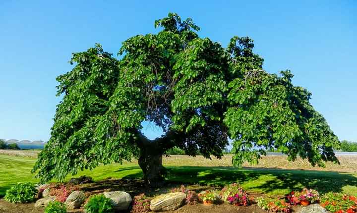 Alm – træ (Ulmus glabra 'autocamper')'Camperdownii')