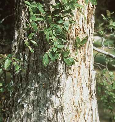 Cedar elm bark