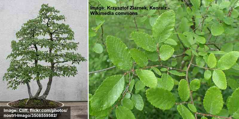 Cedar Elm Tree (Ulmus crassifolia) und Blätter